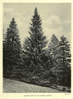 Santa Lucia fir (Abies bracteata), horticultural specimen from Eastnor Castle, from The Trees of Great Britain and Ireland, Vol. 4., 1909. 